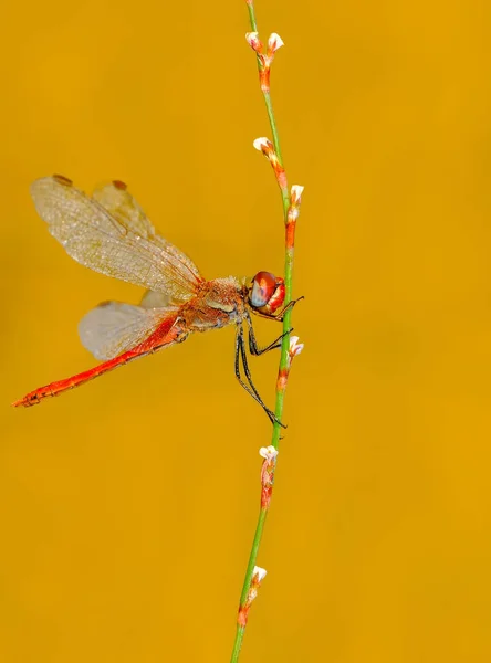 Macro Shots Prachtige Natuur Scene Libelle — Stockfoto