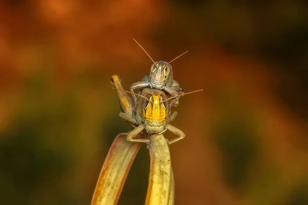 Macro Gafanhoto Bonita Natureza Verde Imagem Stock — Fotografia de Stock