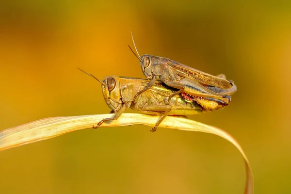 Schönes Heuschrecken Makro Grüner Natur Archivbild — Stockfoto