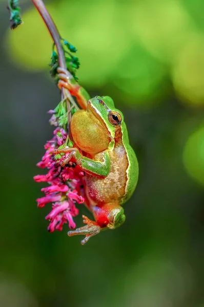 Hermosa Rana Árbol Europa Hyla Arborea Imagen Stock — Foto de Stock