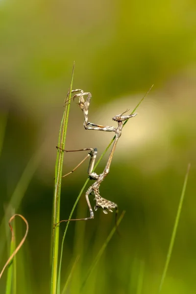 Пара Чудових Європейських Богомолів Mantis Religiosa — стокове фото