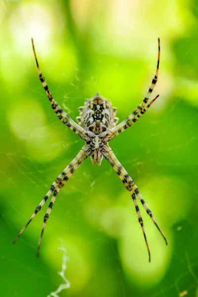 Schöne Spinne Auf Einem Spinnennetz Archivbild — Stockfoto