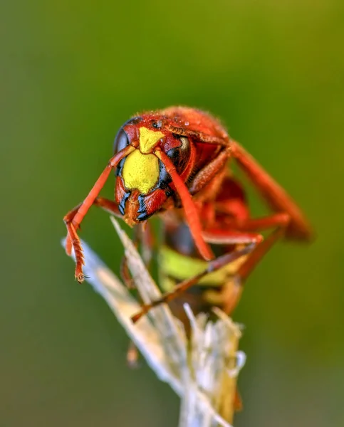 美しい中央ワスプ Dolichovespula 肖像画 ストック イメージ — ストック写真