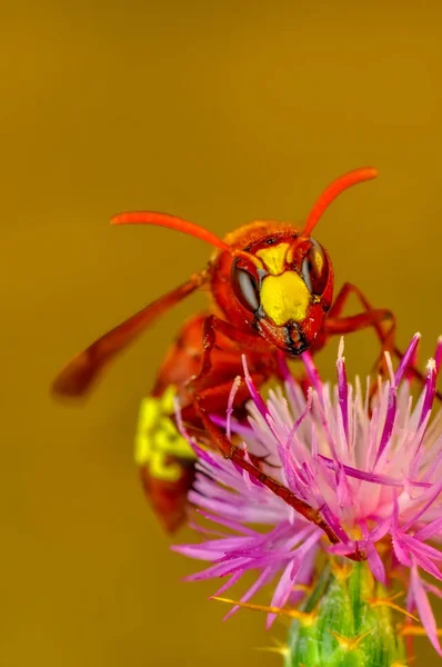 Beautiful Median Wasp Dolichovespula Portrait Stock Image — Stock Photo, Image