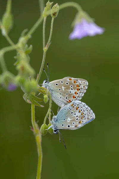 Closeup Bela Borboleta Sentado Flor — Fotografia de Stock