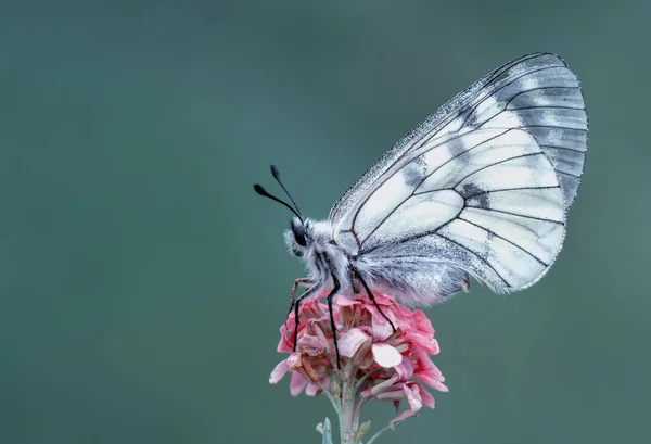 Gros Plan Beau Papillon Assis Sur Fleur — Photo
