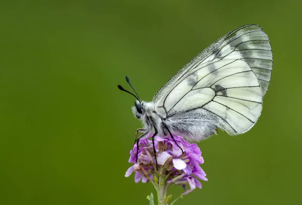 クローズ アップ美しい蝶の花の上に座って — ストック写真