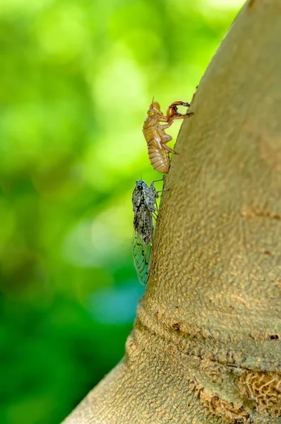 Schöne Natur Szene Makro Zikaden Häutung Zeigen Von Augen Und — Stockfoto