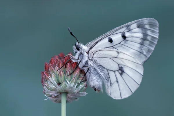 Nahaufnahme Schöner Schmetterling Auf Blume Sitzend — Stockfoto