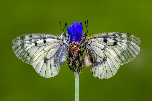 Gros Plan Beau Papillon Assis Sur Fleur — Photo