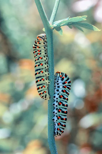Mooie Aterpillar Van Swallowtail Stock Beeld — Stockfoto