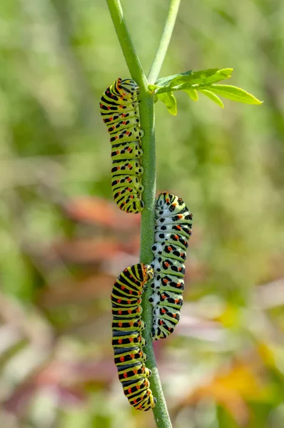 Mooie Aterpillar Van Swallowtail Stock Beeld — Stockfoto