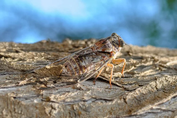 Schöne Natur Szene Makro Zikaden Häutung Zeigen Von Augen Und — Stockfoto