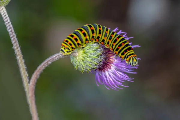 Krásná Aterpillar Otakárek Stock Image — Stock fotografie