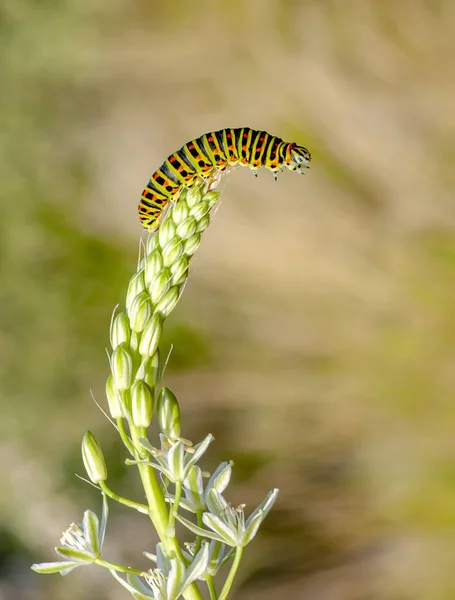 Mooie Aterpillar Van Swallowtail Stock Beeld — Stockfoto