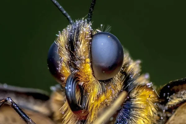 Çiçek Oturma Portre Güzel Kelebek — Stok fotoğraf