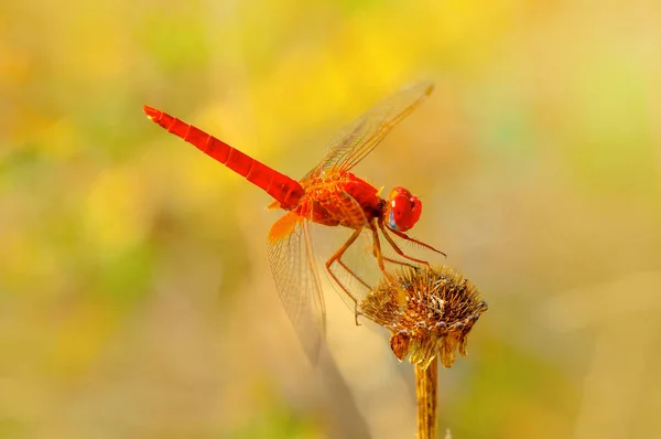 Makroaufnahmen Schöne Naturszene Libelle — Stockfoto