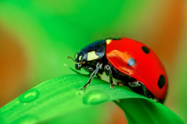 Belle Coccinelle Sur Fond Déconcentré Feuilles — Photo