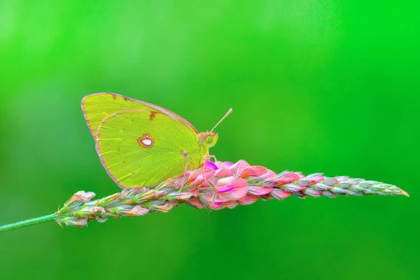 Gros Plan Beau Papillon Assis Sur Fleur — Photo