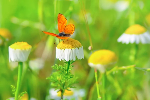 Closeup Bela Borboleta Sentado Flor — Fotografia de Stock