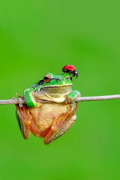Vackra Europaean Tree Frog Hyla Arborea Stock Bild — Stockfoto