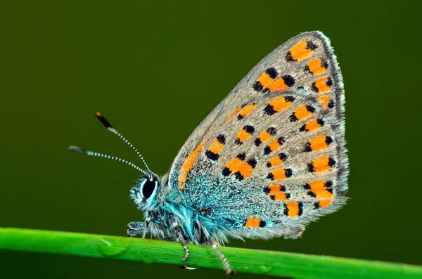 Closeup Beautiful Butterfly Sitting Flower — Stock Photo, Image