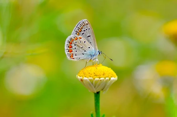 Närbild Vacker Fjäril Sitter Blomma — Stockfoto