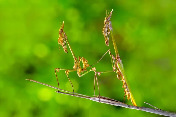 Gros Plan Paire Belle Mante Européenne Mantis Religiosa — Photo