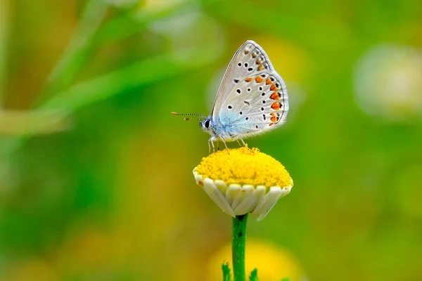 Primer Plano Hermosa Mariposa Sentada Flor — Foto de Stock