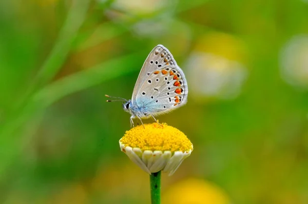 Primer Plano Hermosa Mariposa Sentada Flor — Foto de Stock