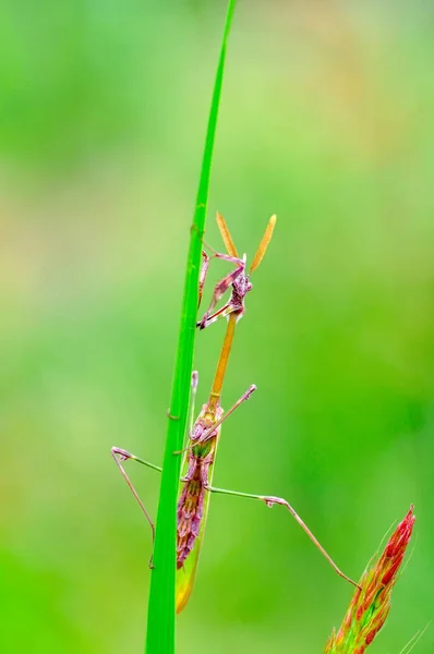 Bir Çift Güzel Avrupa Peygamberdevesi Mantis Religiosa — Stok fotoğraf