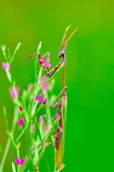 Пара Чудових Європейських Богомолів Mantis Religiosa — стокове фото