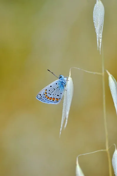 Closeup Bela Borboleta Sentado Flor — Fotografia de Stock