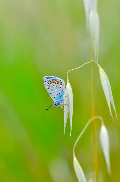 Gros Plan Beau Papillon Assis Sur Fleur — Photo