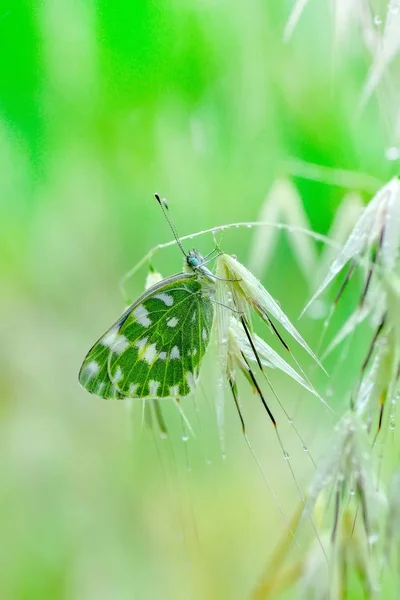 Closeup Bela Borboleta Sentado Flor — Fotografia de Stock