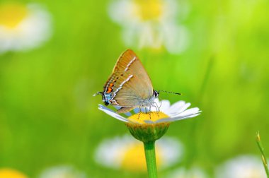 Çiçek oturma portre güzel kelebek