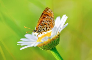 Çiçek oturma portre güzel kelebek