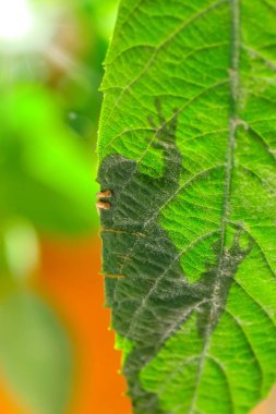 Güzel Europaean ağaç kurbağa yeşil arborea - stok görüntü