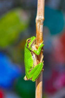 Güzel Europaean ağaç kurbağa yeşil arborea - stok görüntü