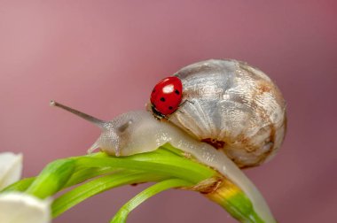 Bahçedeki güzel salyangoz