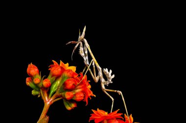 Bir çift güzel Avrupa peygamberdevesi (Mantis religiosa )