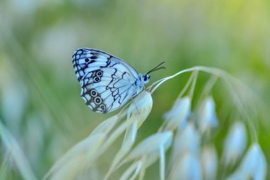 Çiçek oturma portre güzel kelebek