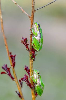 Güzel Europaean ağaç kurbağa yeşil arborea - stok görüntü