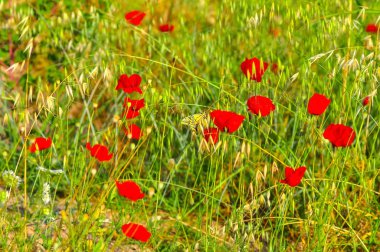 Çiçek oturma portre güzel kelebek