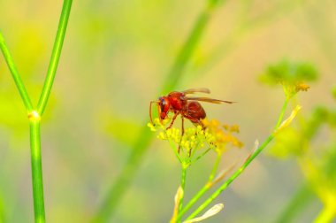 Güzel ortanca wasp (Dolichovespula) portre - stok görüntü