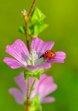 Yaprağın üzerindeki güzel uğur böceği odaklanmış arka plan