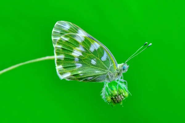 Gros Plan Beau Papillon Assis Sur Fleur — Photo