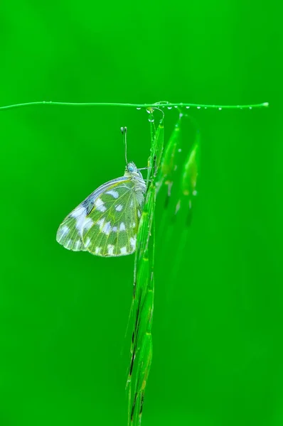 Closeup Bela Borboleta Sentado Flor — Fotografia de Stock