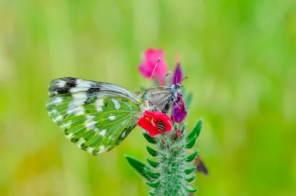 Gros Plan Beau Papillon Assis Sur Fleur — Photo