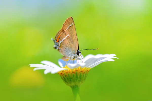 Closeup Krásný Motýl Sedí Květ — Stock fotografie